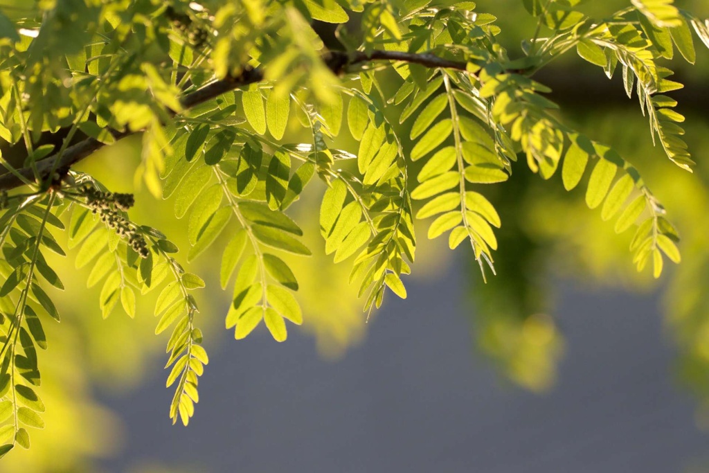 robinia-5092118