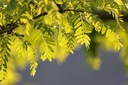robinia-5092118