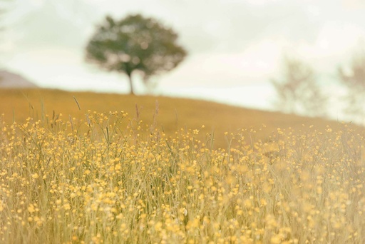 TFD 19009 silvestri-matteo-6-C0VRsagUw-unsplash
