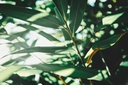 samuel-austin-QiWOG1MA9rE-unsplash
