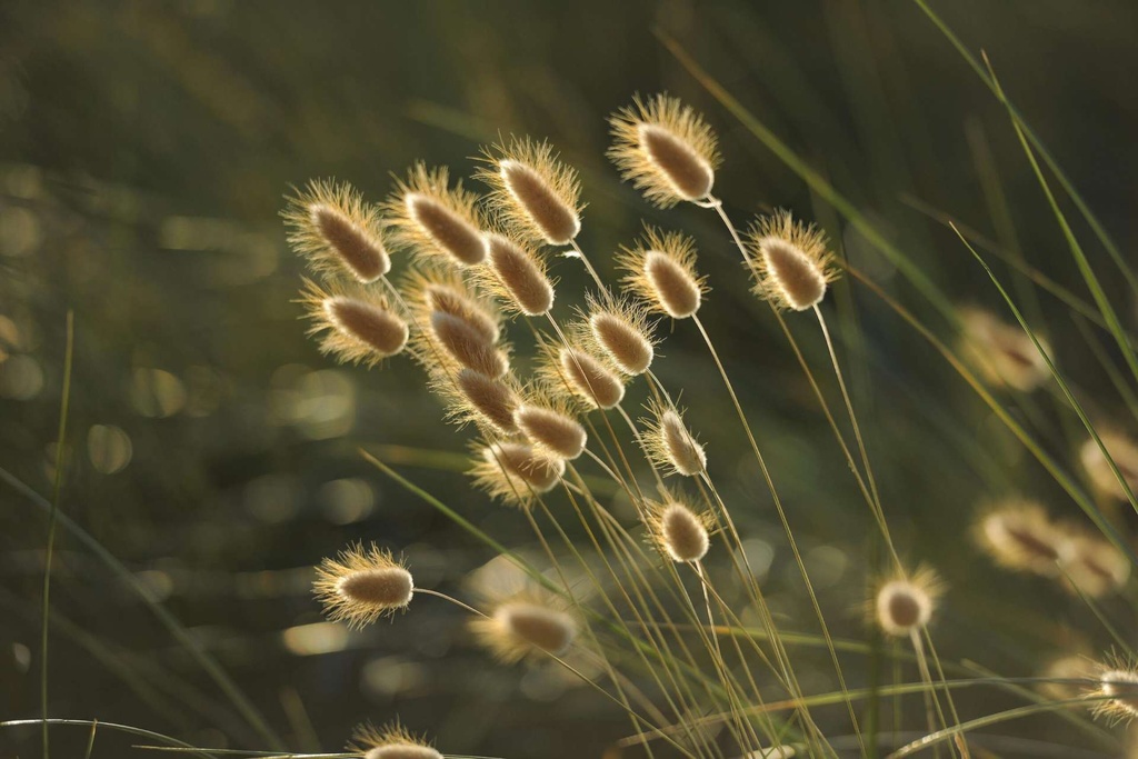 grasses-1939673