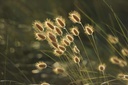 grasses-1939673