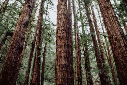 TFD Floortile Experience 7 caleb-woods-SDCGn5vn07Q-unsplash