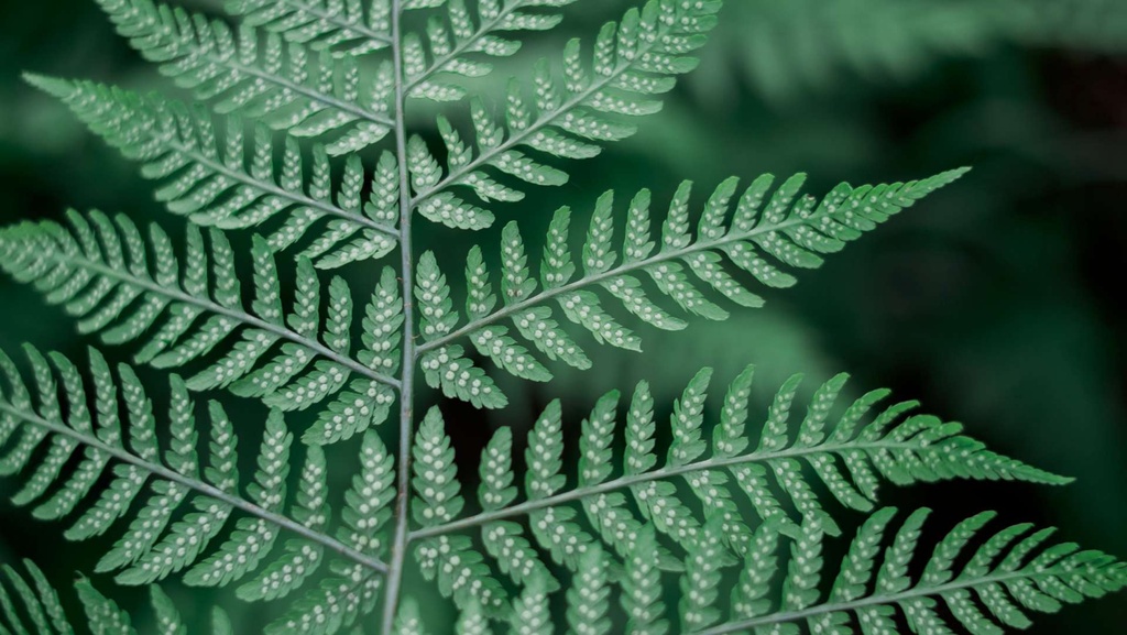 john-salzarulo-CkiWSExXjDU-unsplash