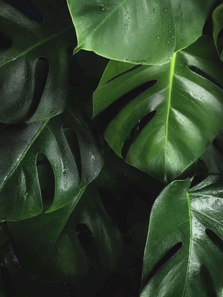 Natuur Hungarian Point bart-zimny-W5XTTLpk1-I-unsplash-min
