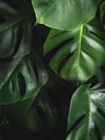 Natuur Hungarian Point bart-zimny-W5XTTLpk1-I-unsplash-min