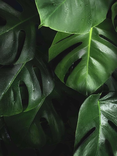 Natuur Hungarian Point bart-zimny-W5XTTLpk1-I-unsplash-min