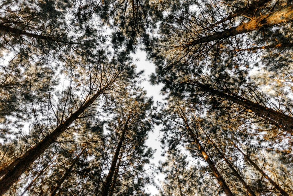 jonathan-borba-1452913-unsplash (1)
