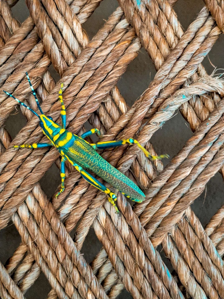 faizan-ali-sFvqVl67dl4-unsplash