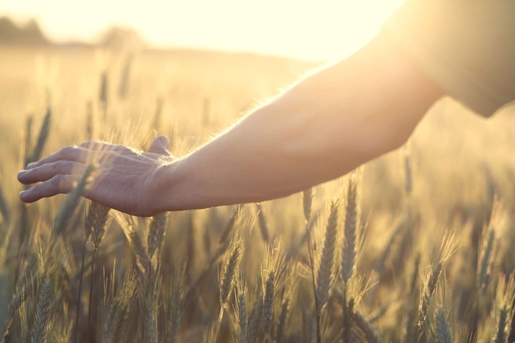 Hand touches the cereal. Concept of protection and care for grain. Shallow depth of field and the setting sun shine from the back.