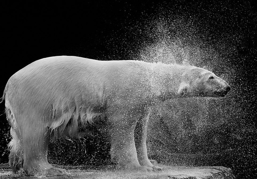 [TAPP200_P178] JOKA Fotobehang P178 400 cm br x 267 cm hg 200 grams vlies