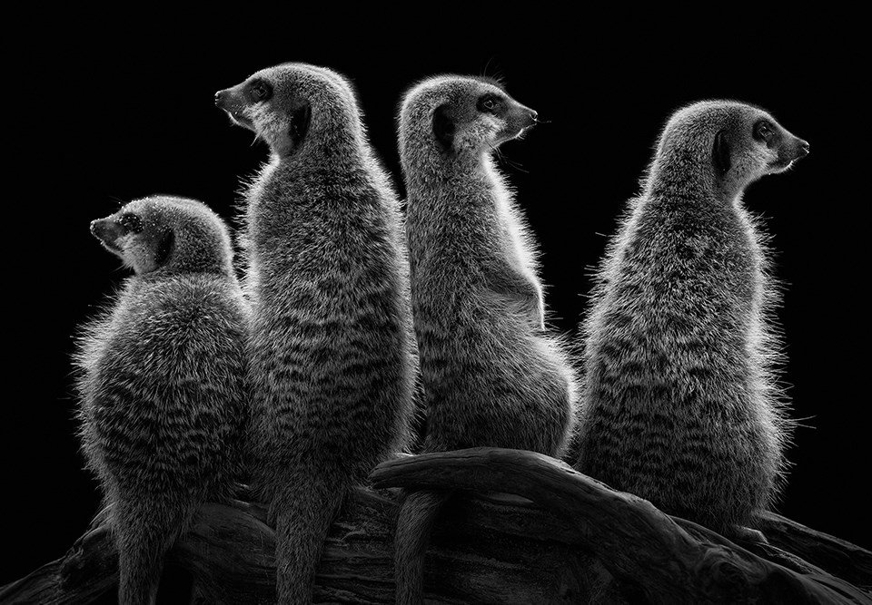 JOKA Fotobehang P179 400 cm br x 267 cm hg 300 grams structuur