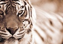 JOKA Fotobehang P182 400 cm br x 267 cm hg 200 grams vlies