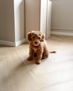 Belakos Palazzo Visgraat XL Visgraat Plak PVC Licht eiken 153x765x2,5mm 72