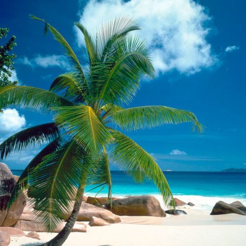 Joka Fotobehang P114 400 Cm Br X 267 Cm Hg 300 Grams Structuur