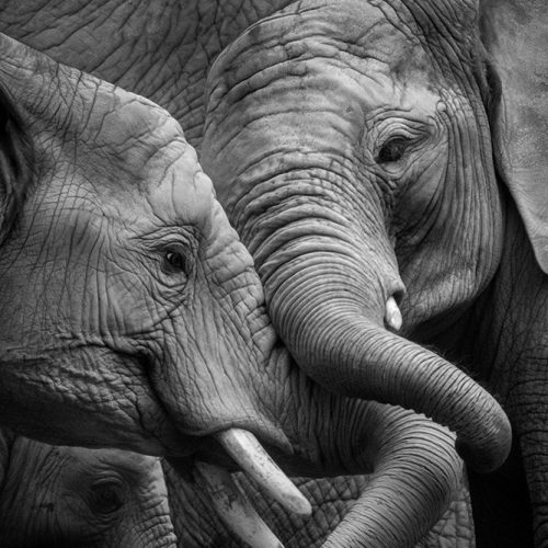 Joka Fotobehang P180 400 Cm Br X 267 Cm Hg 300 Grams Structuur