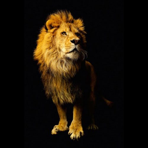 Joka Fotobehang P181 400 Cm Br X 267 Cm Hg 200 Grams Vlies