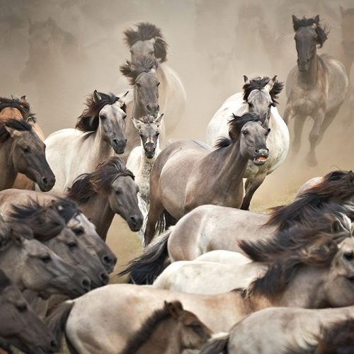 Joka Fotobehang P183 400 Cm Br X 267 Cm Hg 300 Grams Structuur