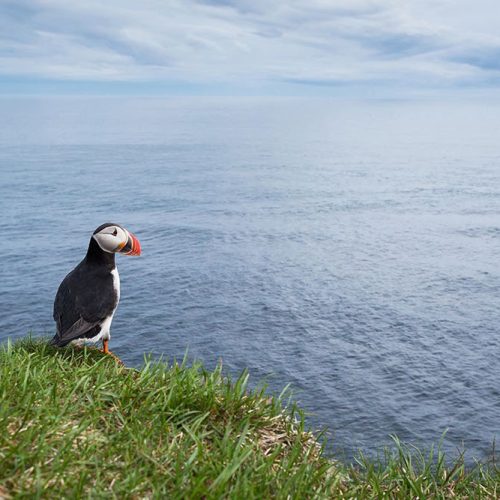 Joka Fotobehang P187 400 Cm Br X 267 Cm Hg 300 Grams Structuur