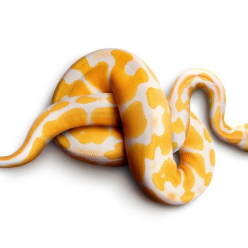 Joka Fotobehang P189 400 Cm Br X 267 Cm Hg 300 Grams Structuur