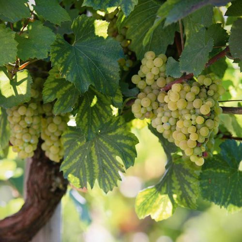 Joka Fotobehang P216 400 Cm Br X 267 Cm Hg 130 Grams Vlies Mat