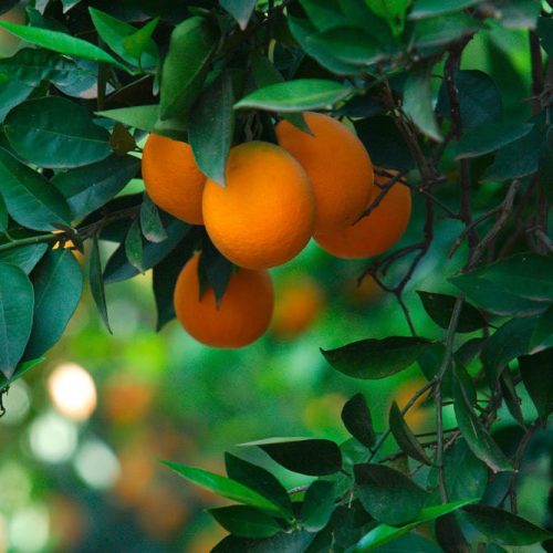 Joka Fotobehang P217 400 Cm Br X 267 Cm Hg 300 Grams Structuur