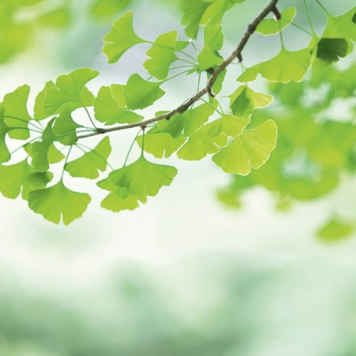 Joka Fotobehang P219 400 Cm Br X 267 Cm Hg 130 Grams Vlies Mat