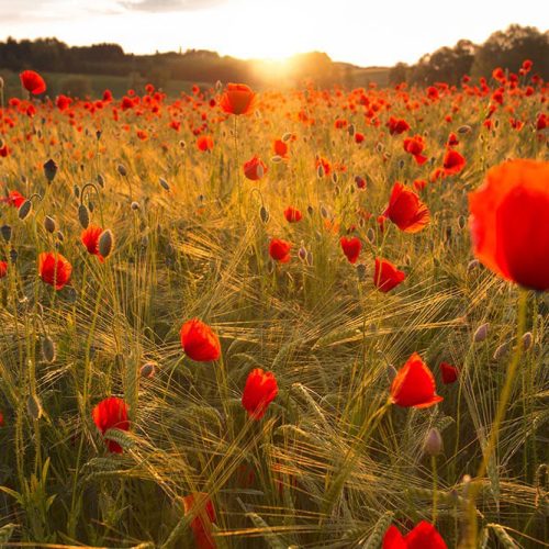 Joka Fotobehang P220 400 Cm Br X 267 Cm Hg 200 Grams Vlies