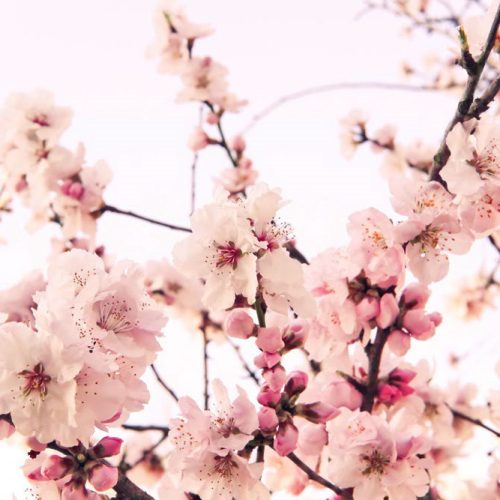 Joka Fotobehang P221 400 Cm Br X 267 Cm Hg 130 Grams Vlies Mat