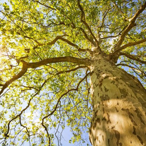 Joka Fotobehang P225 400 Cm Br X 267 Cm Hg 200 Grams Vlies