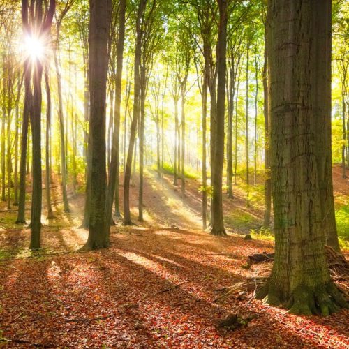 Joka Fotobehang P226 400 Cm Br X 267 Cm Hg 300 Grams Structuur