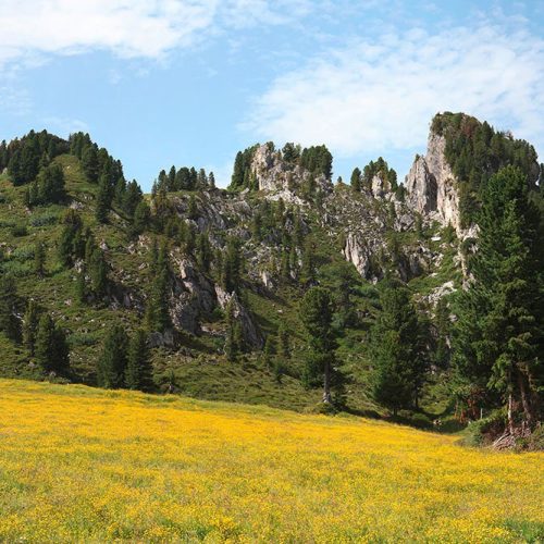 Joka Fotobehang P229 400 Cm Br X 267 Cm Hg 130 Grams Vlies Mat